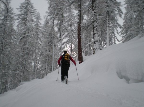 Forêt Reychard : Dans la forêt de la crête de Reychard, l'espacement des tronc laisse envisager du bon ski.