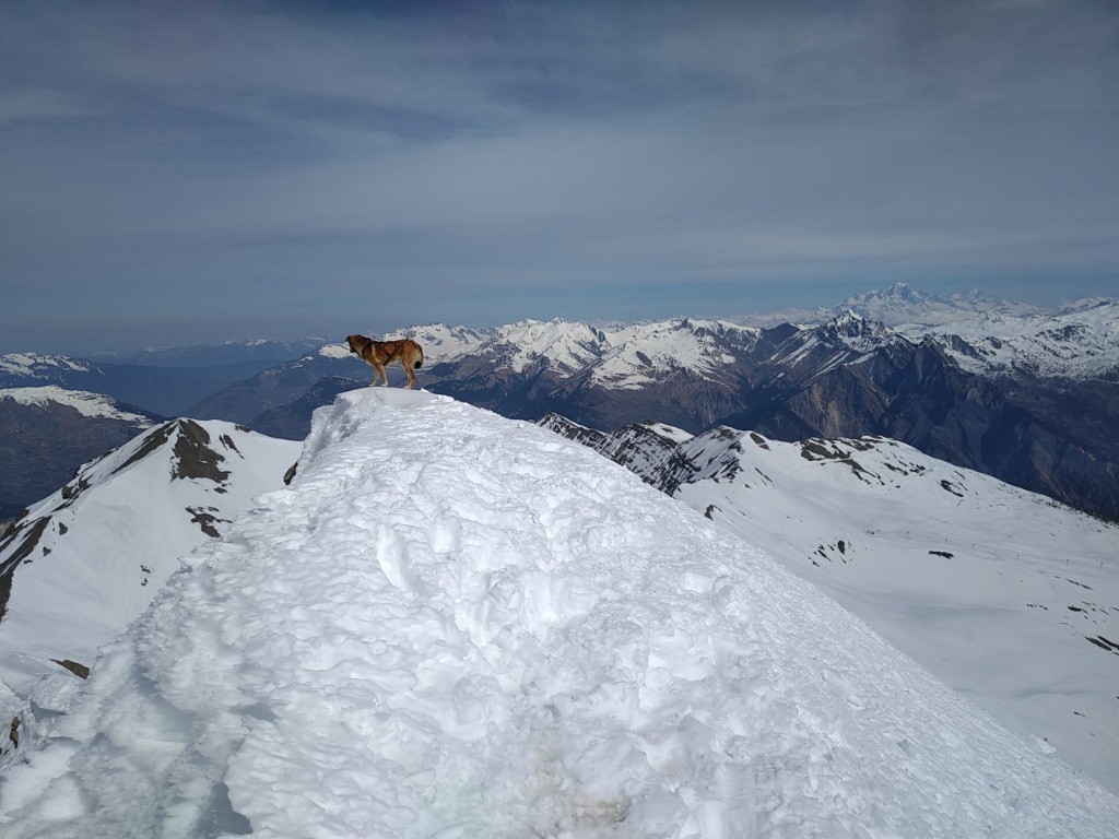 Le chien au sommet sur fond de Mont Blanc