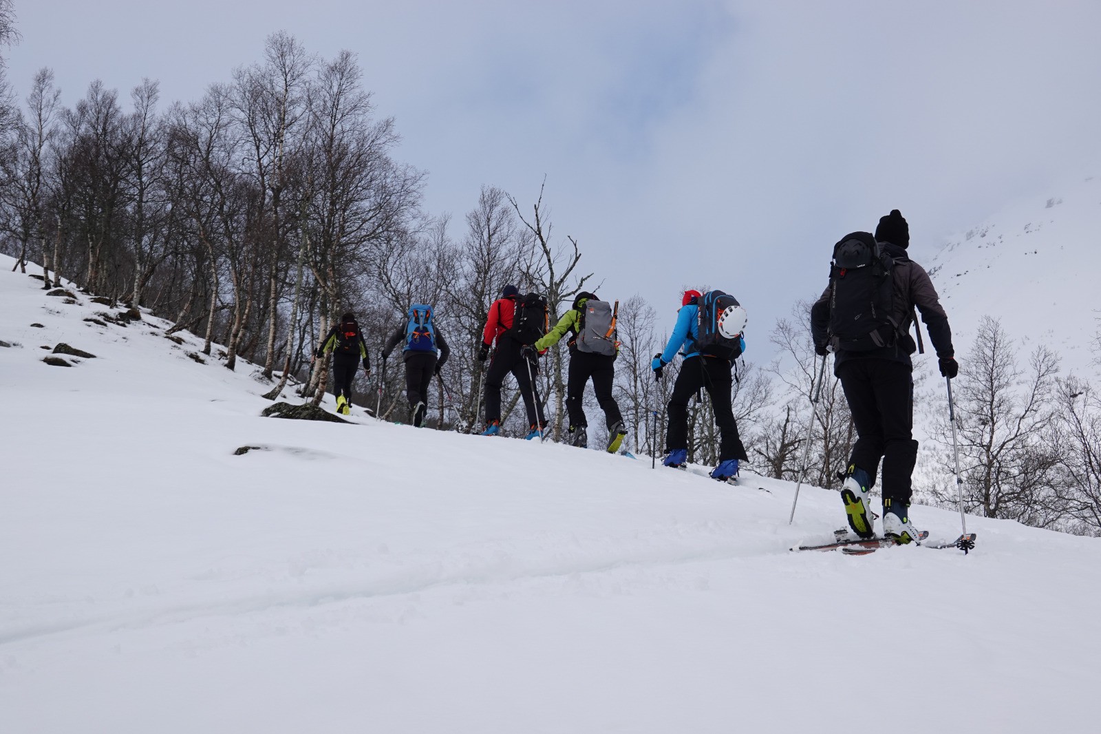 Ascension dans une forêt de bouleaux