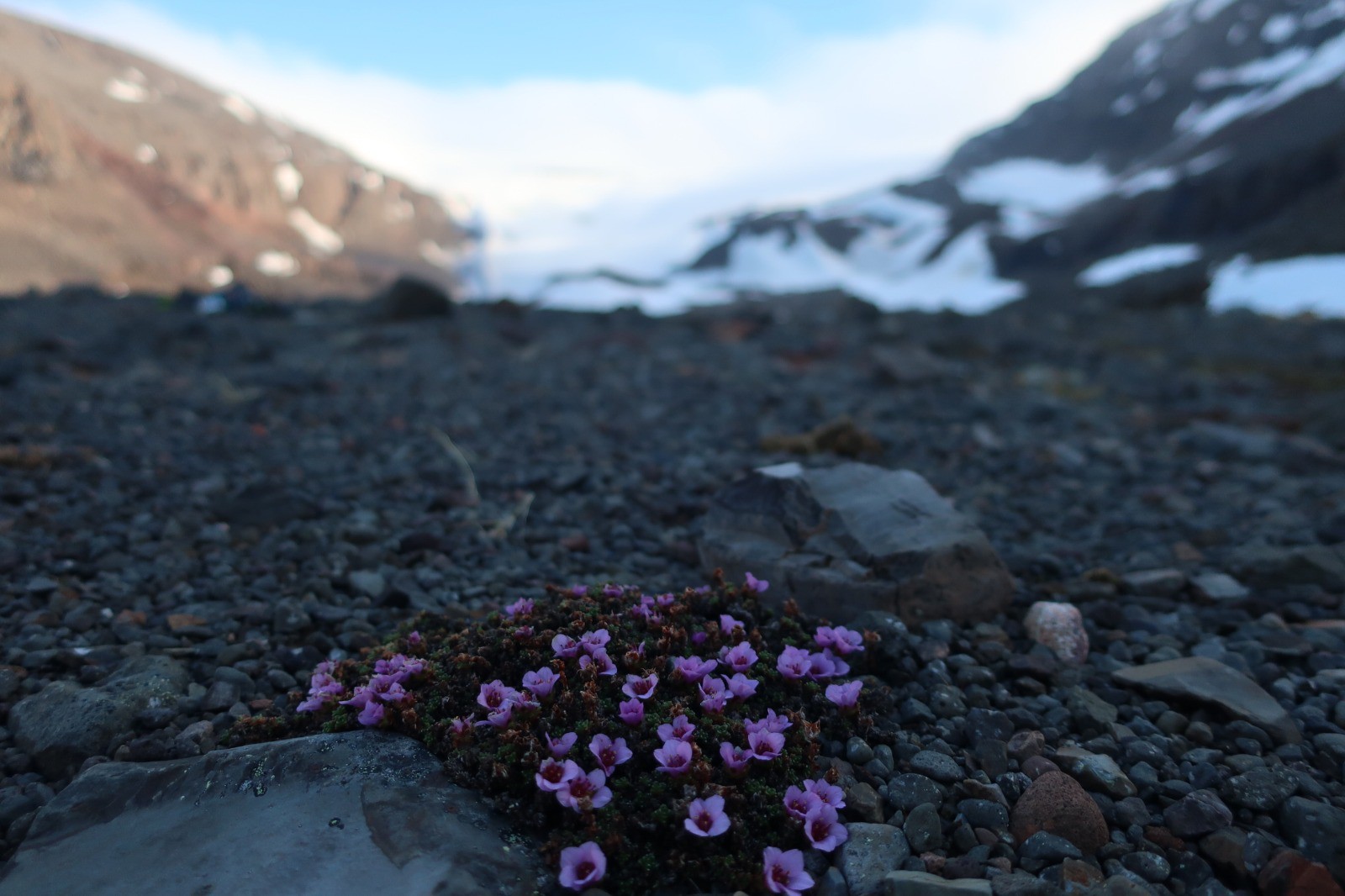 J1 : androsace islandaise ?