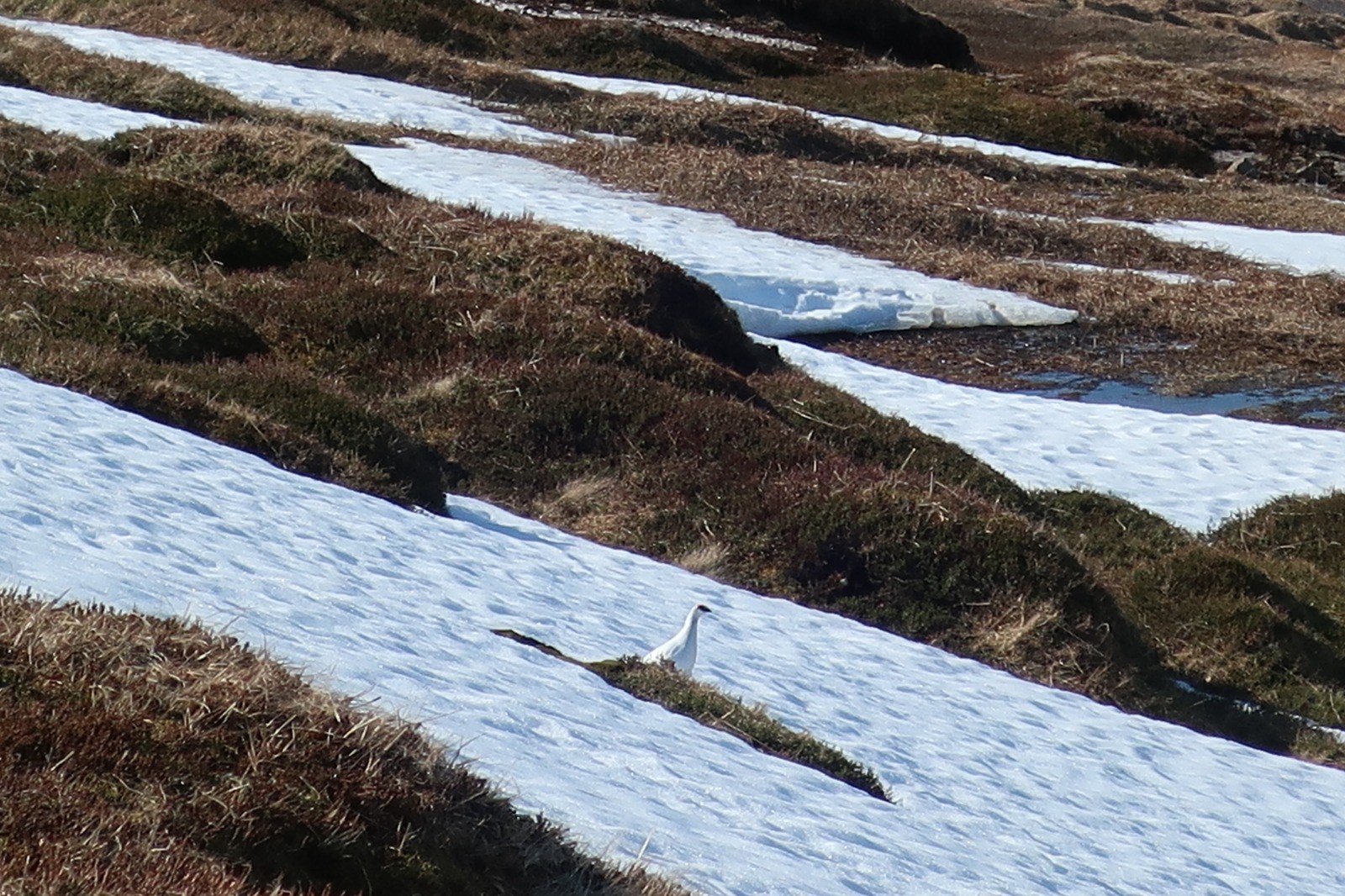 J7 : lagopède alpin