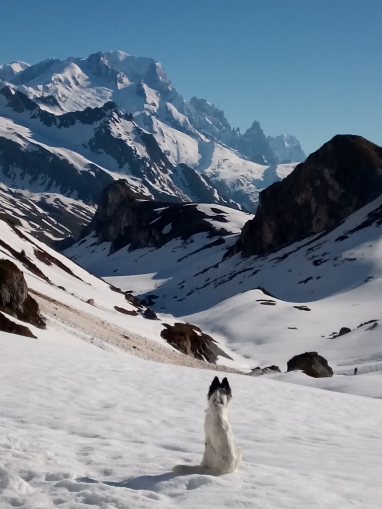 le chien en méditation devant le Mont Blanc
