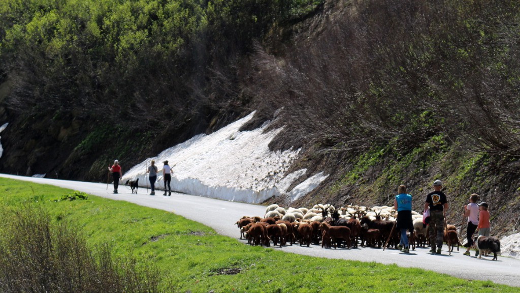 transhumance pédestre d'un petit troupeau (ovins et caprins)