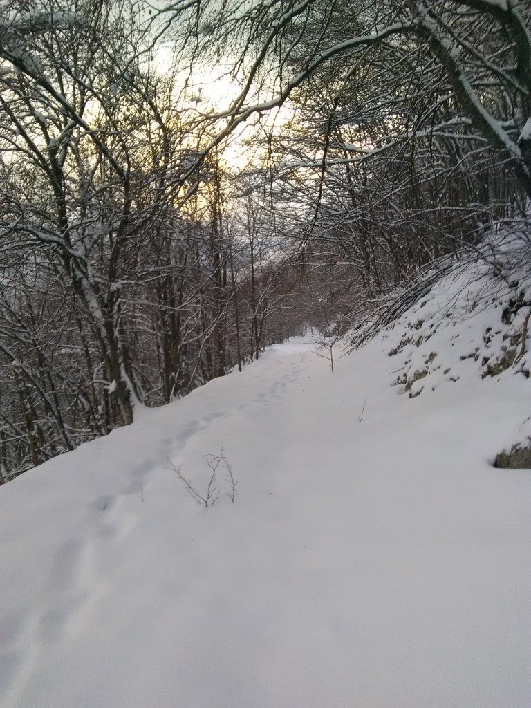 piste forestière de fin