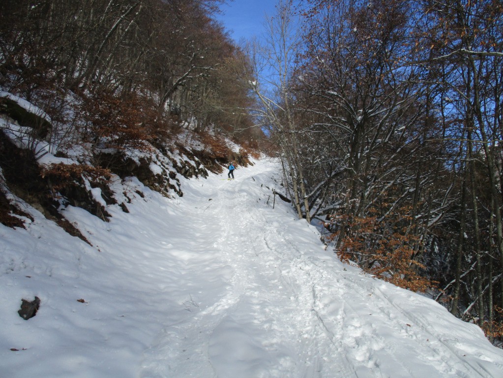 route forestière d'accès